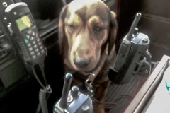 FFW Feuerwehr Meiserich Hund